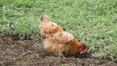 在堆肥堆附近的村子里，各种各样的鸡和公鸡在菜园里跑来跑去